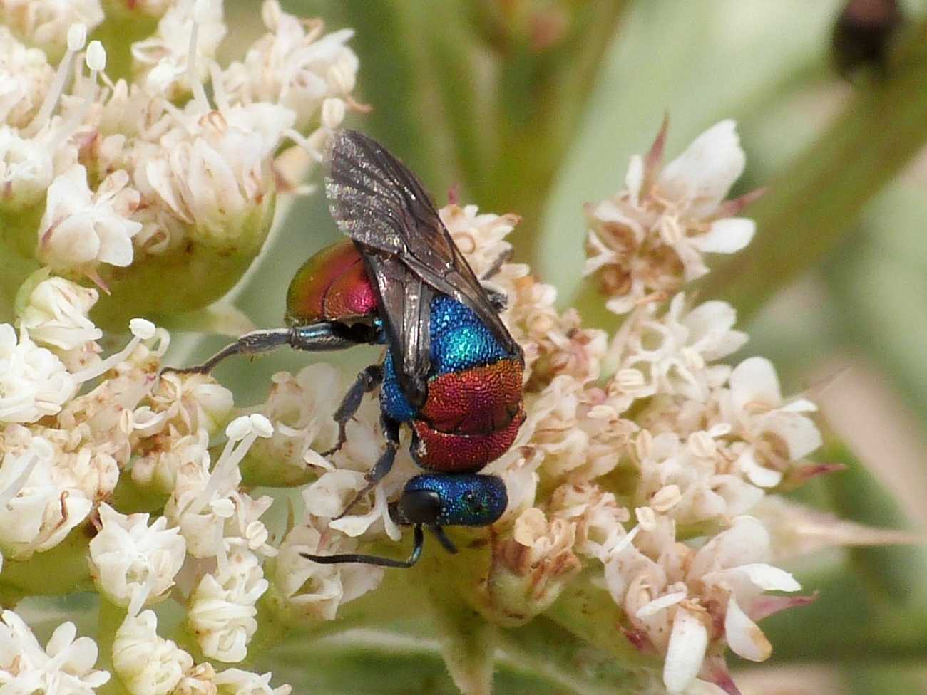 Il solito Chrysidae